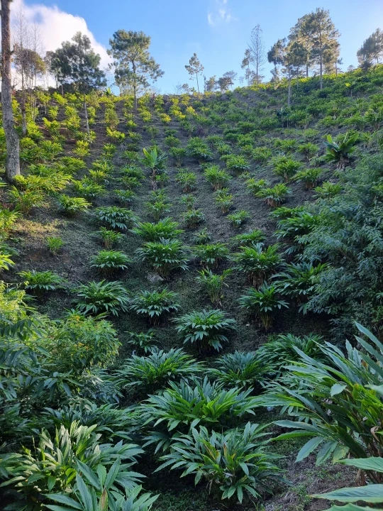 Cardamom Guatemala