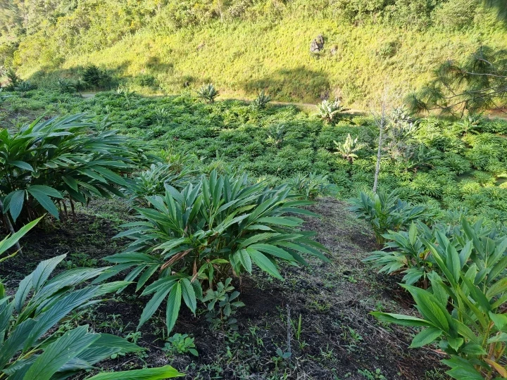 Cardamom Guatemala