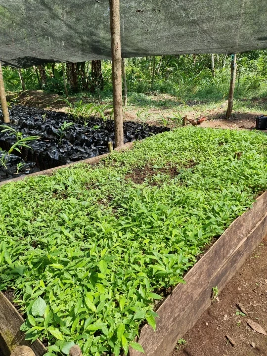 Cardamom Guatemala