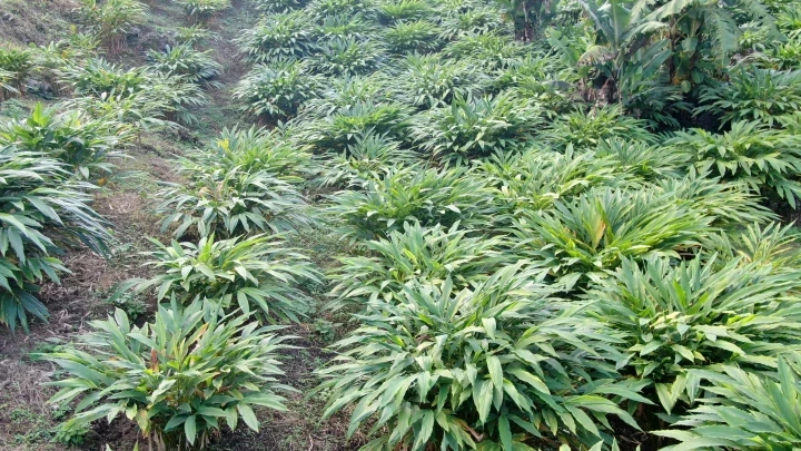 Cardamom Guatemala